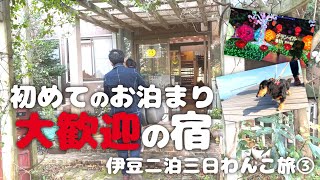 【犬連れ静岡伊豆旅行】犬と泊まれる宿「アップルシード」さんに宿泊してグランイルミを楽しむ！小室山リッジウォーク・いしだ商店も！静岡県・伊豆観光犬連れ旅③旅するペットショップの売れ残りと元保護犬