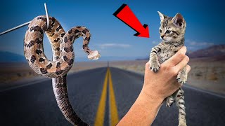 SNAKES and Small KITTENS Were All Over The Road!