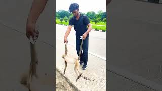 Is bandar ke sath galat hua #humanity #highway #monkey #becareful #driveslow #shorts