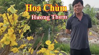 Cây mai Rin đột biến chưa đặt tên ở vườn em Hiếu | Làng Mai Bình Lợi