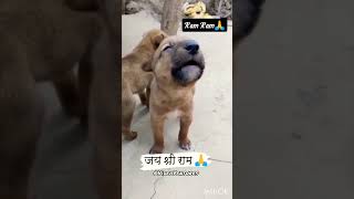 Ek jaanwar v samjhta hai🦮#ramram #जयश्रीराम #jaishreeram #🚩#viral #youtubeshorts #shortsvideo #dog