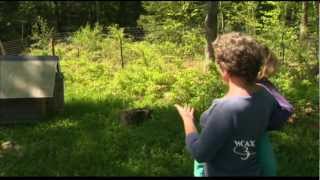 WCAX East Montpelier Bear Problem PKG 5/18/12