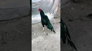 🤍🤍🤍❤️‍🔥 #punjabisong #punjabi #song #newsong #music #pigeon #pigeonbaz#bird #rooster #roosterchicken