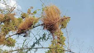 மூங்கில் மர புல்லுருவி தன வசியம்