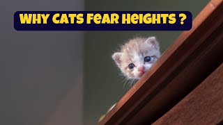 Why Cats Fear Heights: Unveiling Their Terrifying Plunge Phobia!