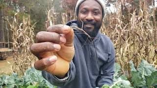 Come Harvest Broccoli and Chat with Us