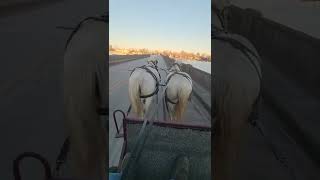 Grey Percheron Team