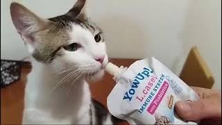 Yogur YoWup Lcasei Gatos