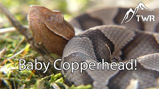 Baby Copperhead Identification Tips and More Information!