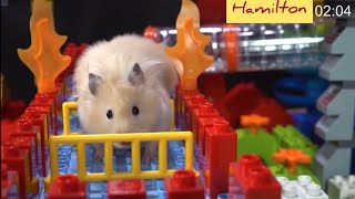 LEGO!! Hamster maze 🐹