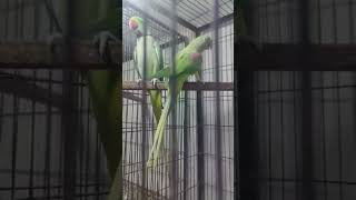 Fluffy, adorable Indian Ringneck parrot singing and chirping. Little bird wants some treats