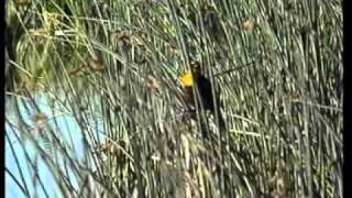 YELLOW HEADED BLACKBIRD