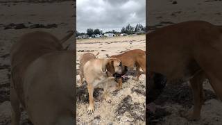 Big Boerboel Find Something Stinky #trending #dog #doglover #boerboel #shortsfeed