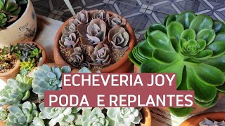 ECHEVERIA JOY + BOTA E REPLANTES