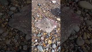 Fishing for Ray fish, Thornback Ray