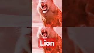 Lion #lionattitude #shorts #youtubefeeds #feedshorts #ashortaday #feedshorts #animal #top10 #feedsho