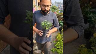 Chrysanthemum Plant Repotting #shortvideo #shorts #short