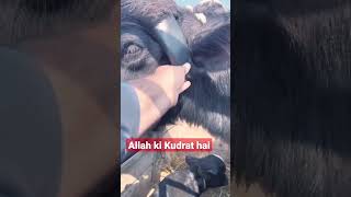 Allah ki Qudrat || Best animal short #shorts #islam #viral #trending