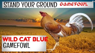 Blue gamefowl/Wildcat Blue