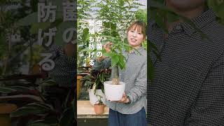 水やりも日当たりも完璧なのに、なぜか植物が枯れちゃう人へ #観葉植物 #インテリアコーディネート