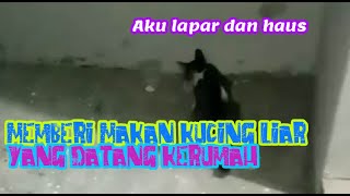 MEMBERI MAKAN KUCING LIAR YANG DATANG KERUMAH