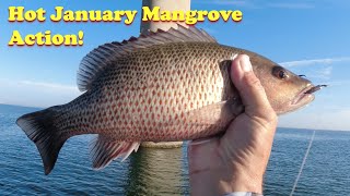 Hot Mangrove Snapper Action in January!  How to Catch More Mangroves in Tampa Bay using Live Shrimp.