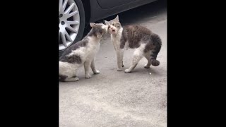 Laughed for an hour - Funniest Cats - Funny Cats Life