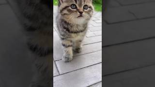 BILADI sundar video #catcute #funny #catlore #cutecat #cute