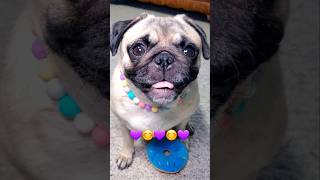 No matter what 💜 #dog #pug #cute #funny #pets #fyp #shorts