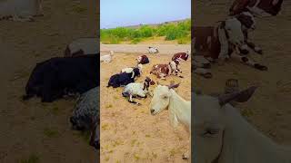 Beautiful Goats herd ❤ #animals #cuteanimals #sindhi #new #newsong #love #eagles#nature