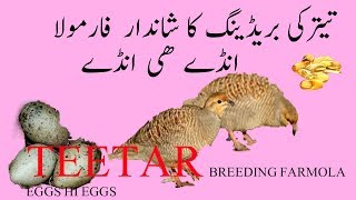 teetar ki breeding formula in urdu / hindi Masti hi Masti