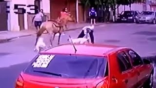 LiveLeak - 2 Pit Bulls vs a Horse