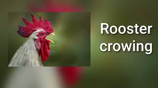 Sound of rooster crowing