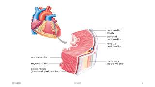 Cardiologie :structure du péricarde