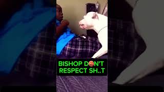 Bishop needs to leave right away! #dog #pitbull  #americanbully #dogs #youtubeshorts #viral