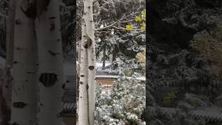 Ever wonder why the lanes are wet but the sidewalks stay snowy? #laramie #wyoming #snowfall #snowday