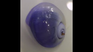 Janthina sp. (holoplanktonic sea snail)  부유생활하는 보라고둥-류의 1종