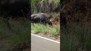 எவ்வளவு பெரிய Bison🤯 - Indian Gaur on Ooty roads - #shorts #indiangaur #bison