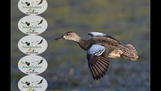 Alabama Waterfowl Hunting - Bluewing Hunt - Sep 23, 2018