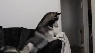 Husky falls for magic trick. | LadDog