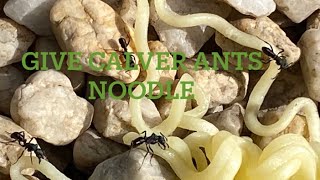 Give clever ants a noodle 🐜 🍜