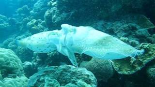 Cuttlefish Sex or Cephalopod Sexual Reproduction: Snorkeling Great Barrier Reef.AVI