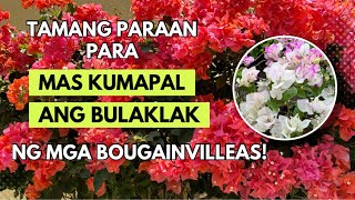 EFFECTIVE NA PAMPABULAKLAK NG ATING MGA BOUGAINVILLEAS!