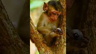 cute baby monkey eats a fruit  #shorts