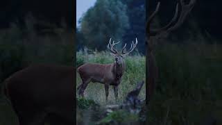 🌿 Tierbeobachtungen in Mecklenburg-Vorpommern sind einfach magisch | #aufnachmv #soticktnatur