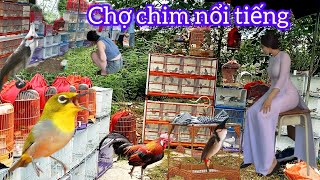 CHỢ CHIM NÀY KHÁ NỔI TIẾNG TRONG GIỚI CHƠI CHIM CẢNH 5 NGÀY MỞ 1 PHIÊN