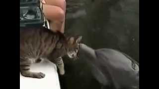 Cat and Dolphin   Friendship