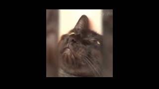 new funny cat completion 2022 #cat #funny #cute