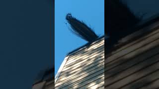 Peacock landed on chimney during easter Sunday. Yeshua has risen!