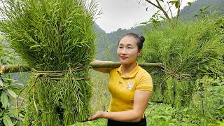 Harvest Green Vegetable Seeds goes to the market sell - Taro gardening l Ly Thi Tam